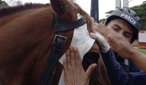 Veja o momento em que golpistas bolsonaristas agridem cavalo e policial (vídeo)