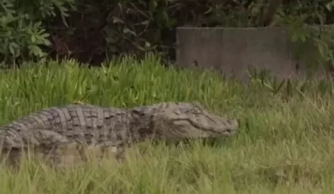 Vídeo: jacaré que foi baleado é devolvido à natureza