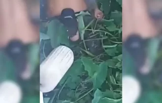 Vídeo: Sapinhos no cio: Casal é pego na posição da ‘perereca gulosa’, na beira de igarapé