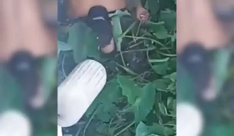 Vídeo: Sapinhos no cio: Casal é pego na posição da ‘perereca gulosa’, na beira de igarapé