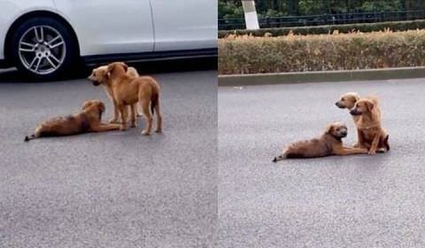 Dupla de cachorros fica de guarda e protege cão ferido no meio de rua movimentada