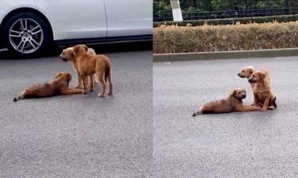 Dupla de cachorros fica de guarda e protege cão ferido no meio de rua movimentada