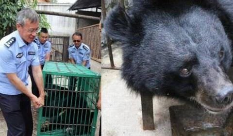 Família descobre que cachorro que adotou era um urso, após animal andar sobre duas patas