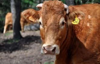 Governo investiga caso suspeito de vaca louca no Brasil
