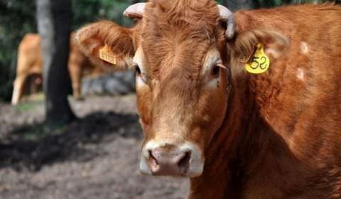 Governo investiga caso suspeito de vaca louca no Brasil