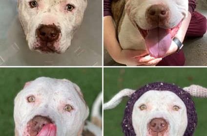 Homem escapa de pitbull com técnica de defesa contra onça