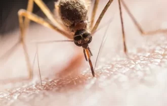 Não aguenta mosquitos? Novo mapa mostra atividade dos insetos pelo Brasil