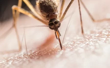 Não aguenta mosquitos? Novo mapa mostra atividade dos insetos pelo Brasil