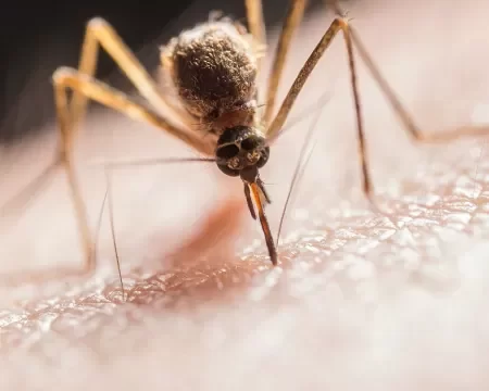 Não aguenta mosquitos? Novo mapa mostra atividade dos insetos pelo Brasil