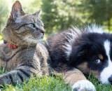 Conflito no Oriente Médio pode pressionar custos no mercado pet brasileiro