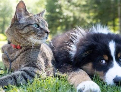 Conflito no Oriente Médio pode pressionar custos no mercado pet brasileiro