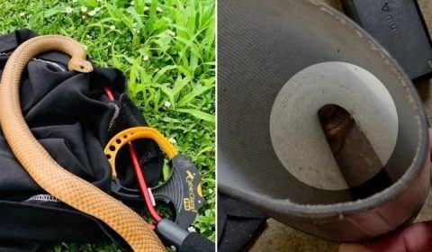 Que perigo! Serpente mais mortal da Austrália é flagrada dentro de galocha