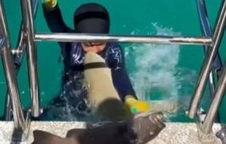 Tubarão não te amo! Predador crava os dentes no peito de garotinho durante pescaria