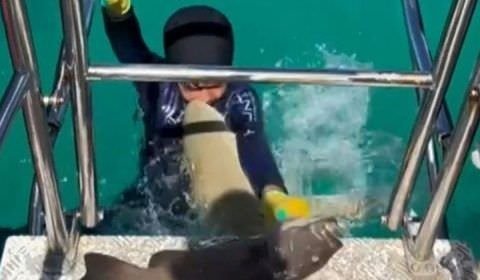 Tubarão não te amo! Predador crava os dentes no peito de garotinho durante pescaria