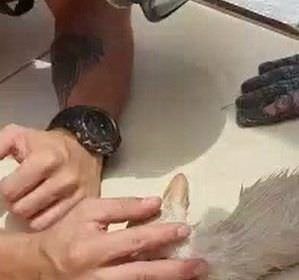 Vídeo: bombeiro faz respiração boca a boca e salva filhote de gato