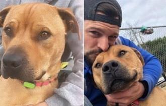 Deixado por duas famílias, cachorro comove a web por ser o único que não foi adotado em evento