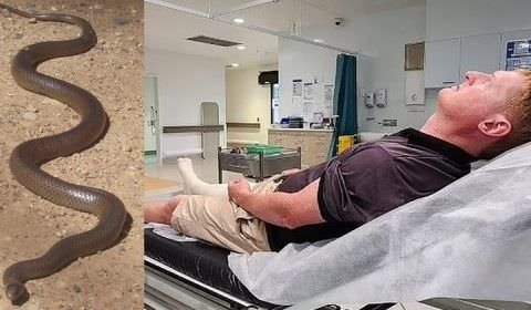 Herói: pai se joga na frente de cobra extremamente letal e salva a vida de filha de dois anos