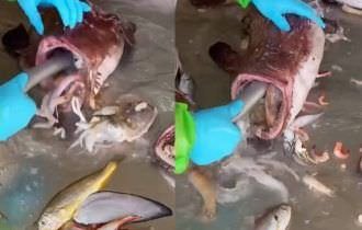 Jorro interminável de animais marinhos saído de estômago de peixe deixa a web intrigada