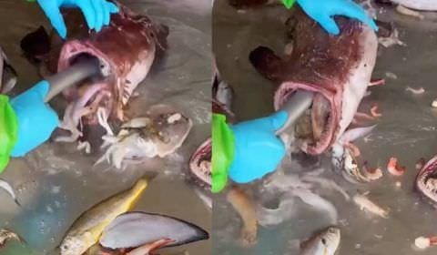 Jorro interminável de animais marinhos saído de estômago de peixe deixa a web intrigada