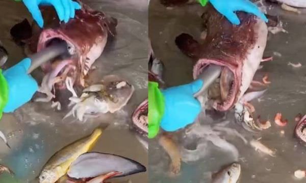 Jorro interminável de animais marinhos saído de estômago de peixe deixa a web intrigada