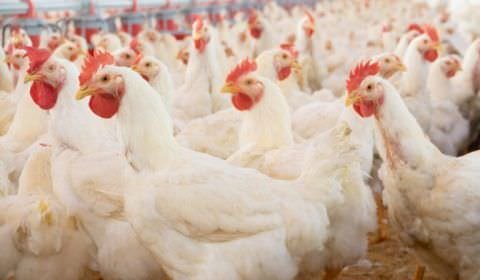 Ministério da Agricultura suspende feiras com aves para evitar gripe aviária