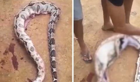 Moradores cortam corpo de cobra gigantesca e fazem descoberta assustadora