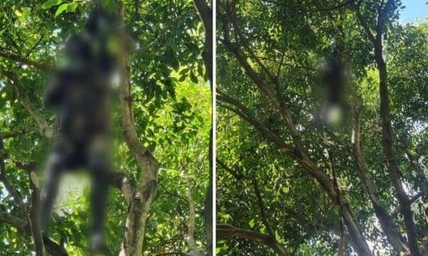 Morte de homem achado pendurado em árvore foi causada por asfixia mecânica