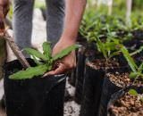 Caso Master atinge até o agro no sul do Amazonas