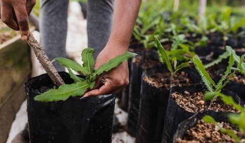 Prefeitura de Manaus realiza a 1ª ação do Manaus mais Agro