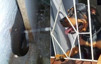 Rottweiler percebe mamba-negra em sofá, e mantém dono afastado do móvel por dois dias