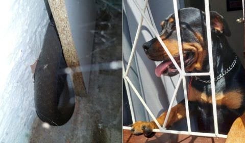 Rottweiler percebe mamba-negra em sofá, e mantém dono afastado do móvel por dois dias