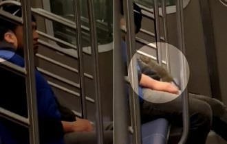 Viagem a dois: ratazana é flagrada sobre passageiro de metrô dorminhoco