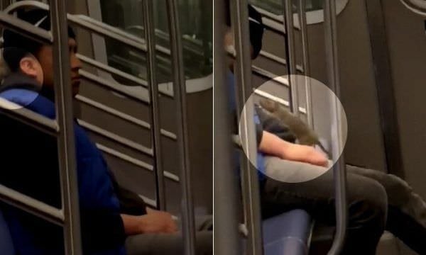 Viagem a dois: ratazana é flagrada sobre passageiro de metrô dorminhoco