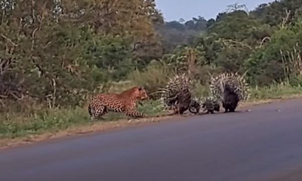 Vídeo dramático: família de porcos-espinhos resiste bravamente aos ataques de leopardo sorrateiro