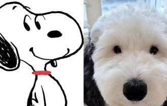 Cachorra faz sucesso na web por ser 'Snoopy da vida real'