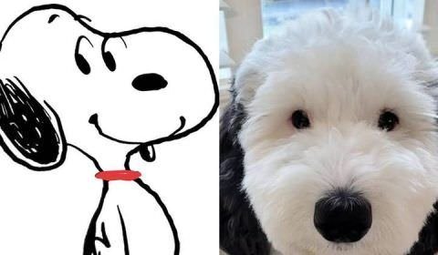 Cachorra faz sucesso na web por ser 'Snoopy da vida real'