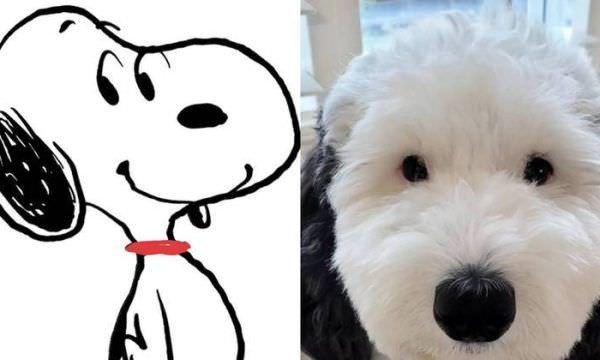 Cachorra faz sucesso na web por ser 'Snoopy da vida real'