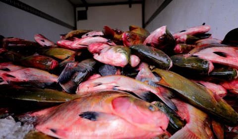 Feirão do Pescado deve comercializar 100 toneladas de peixe a partir desta quarta-feira