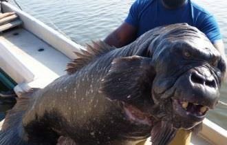 Foto de um peixe-gorila choca a internet, que cria as teorias mais loucas sobre o bicho