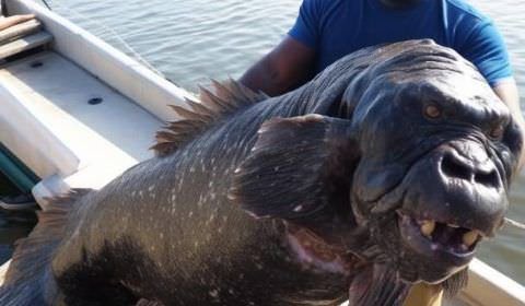 Foto de um peixe-gorila choca a internet, que cria as teorias mais loucas sobre o bicho