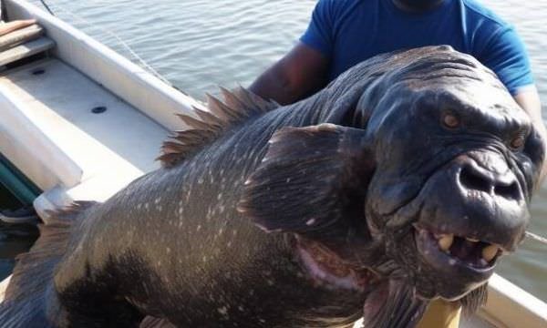 Foto de um peixe-gorila choca a internet, que cria as teorias mais loucas sobre o bicho