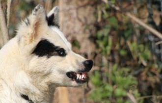 Homem é deixado com as costelas à mostra após ser morto por seus cachorros