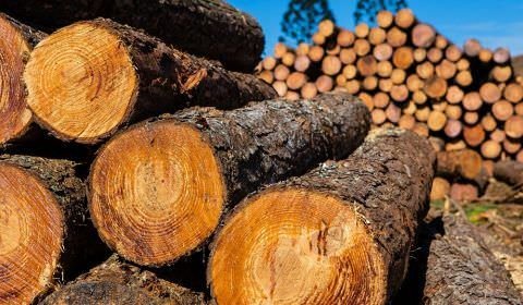 MPF acompanha proteção e fiscalização contra extração ilegal de madeira em Lábrea