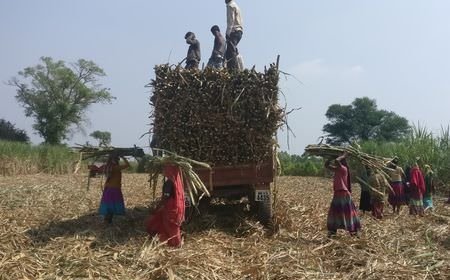Preços do açúcar na Índia sobem com produção em queda em meio à demanda recorde