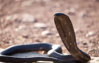 Susto! Cobra mortal é encontrada em avião e força pouso de emergência