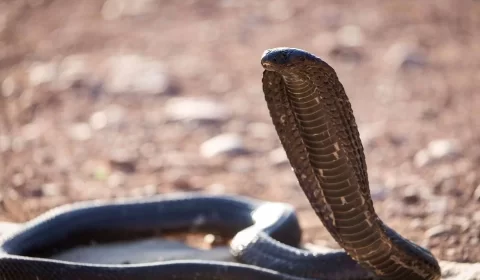 Susto! Cobra mortal é encontrada em avião e força pouso de emergência