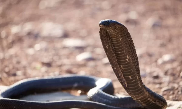 Susto! Cobra mortal é encontrada em avião e força pouso de emergência