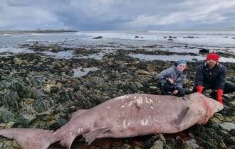 Tubarão raro de águas profundas com 4 metros aparece em praia e surpreende cientistas