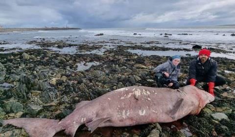 Tubarão raro de águas profundas com 4 metros aparece em praia e surpreende cientistas