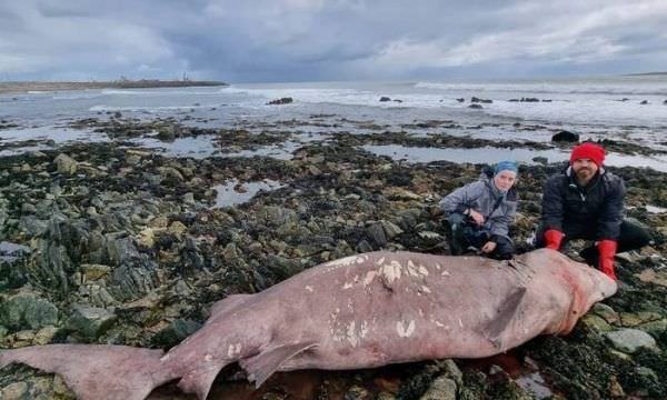Tubarão raro de águas profundas com 4 metros aparece em praia e surpreende cientistas